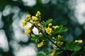 yellow flowers are seen as bearers of good news, well wishes, and happiness.ÃÂ 